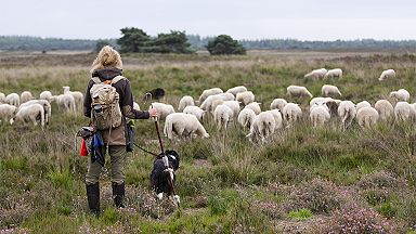 Fotografie workshop 'Dwalen met de kudde'