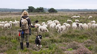 Fotografie workschop 'Dwalen met de kudde'