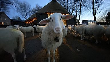 Sfeer bij de kooi